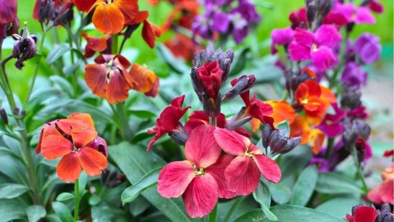 Langer genieten van muurbloemen? Dat is heel simpel