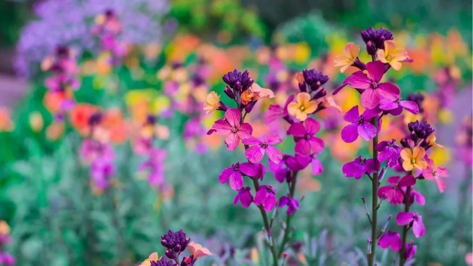 Afbeelding Langer genieten van muurbloemen? Dat is heel simpel