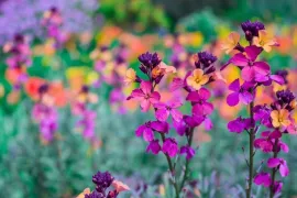 Langer genieten van muurbloemen? Dat is heel simpel