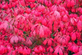 Euonymus alatus ’Compactus’