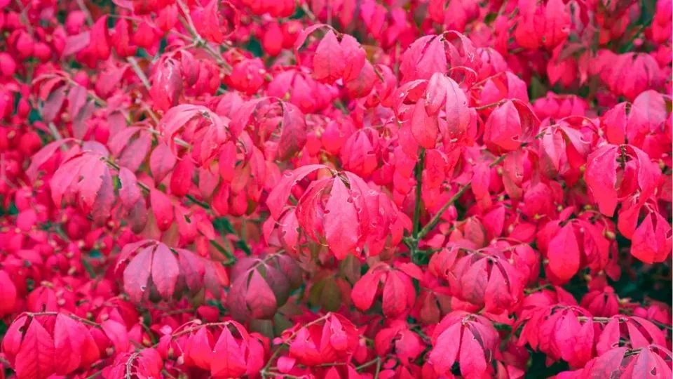 Afbeelding Euonymus alatus ’Compactus’
