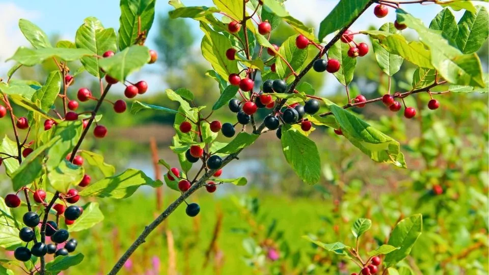 Afbeelding Heg doet leven: 8 inheemse soorten voor meer biodiversiteit