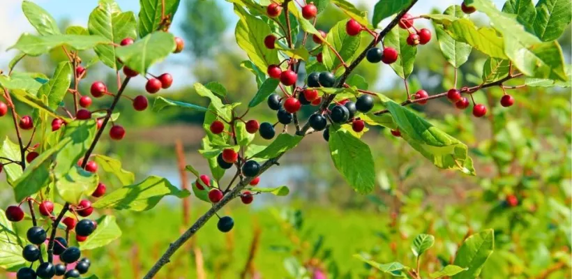 Heg doet leven: 8 inheemse soorten voor meer biodiversiteit