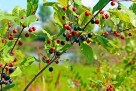 Heg doet leven: 8 inheemse soorten voor meer biodiversiteit
