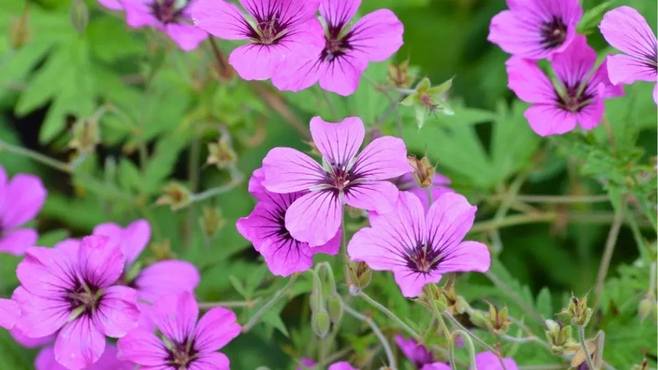 Afbeelding Geranium ‘Anne Thomson’