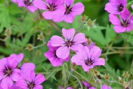 Geranium ‘Anne Thomson’