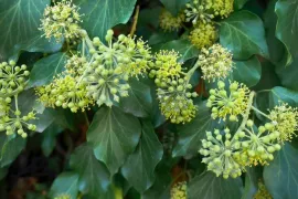 Struikklimop / Hedera Arborescent Groep
