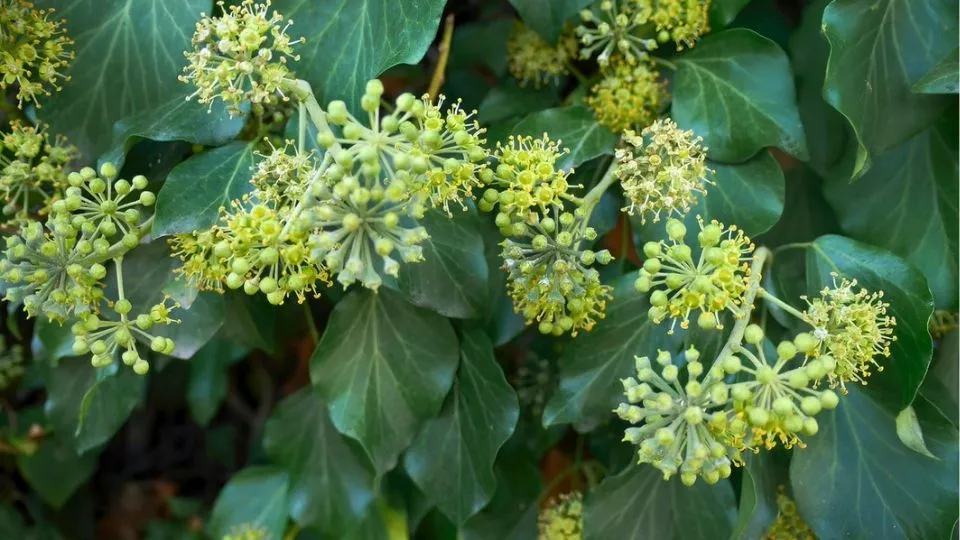 Afbeelding Struikklimop / Hedera Arborescent Groep