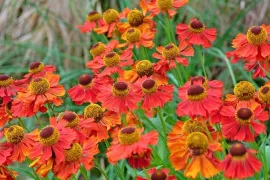 Helenium ‘Moerheim Beauty’