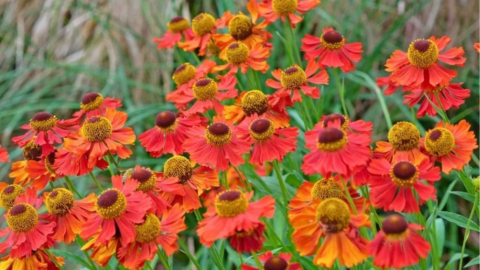 Afbeelding Helenium ‘Moerheim Beauty’