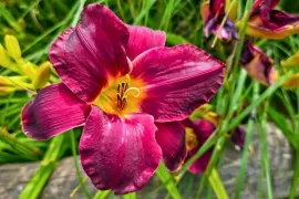 Hemerocallis ‘Ed Murray’