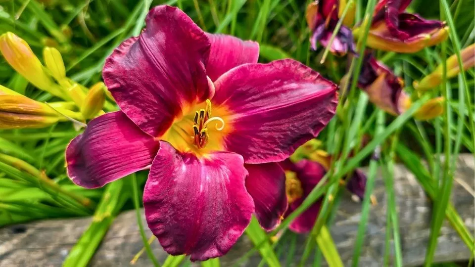 Afbeelding Hemerocallis ‘Ed Murray’