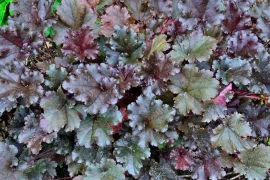Heuchera ’Mocha’