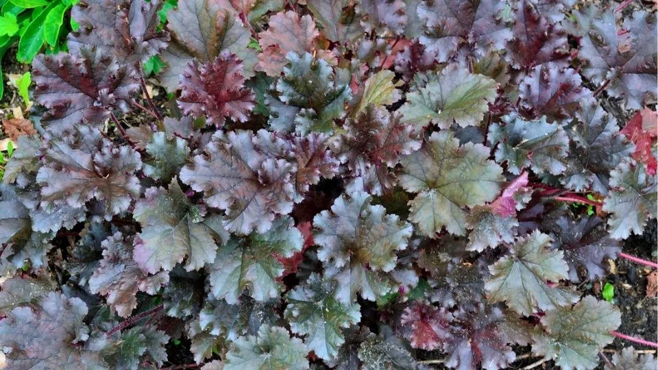 Afbeelding Heuchera ’Mocha’