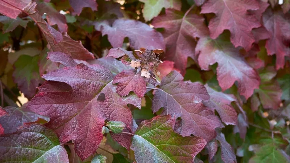 Afbeelding Hydrangea quercifolia ‘Burgundy’