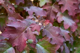 Hydrangea quercifolia ‘Burgundy’
