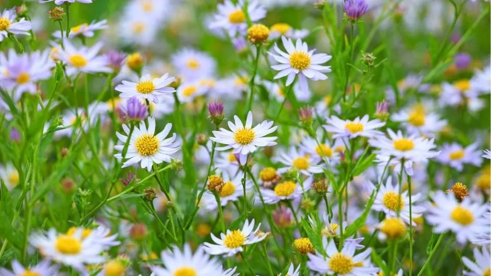 Afbeelding Kalimeris incisa ‘Madiva’