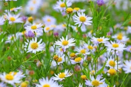 Kalimeris incisa ‘Madiva’