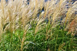 Miscanthus sinensis ’Kleine Silberspinne’