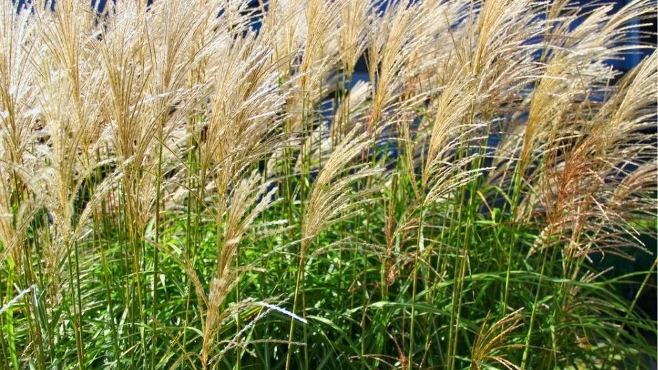 Afbeelding Miscanthus sinensis ’Kleine Silberspinne’