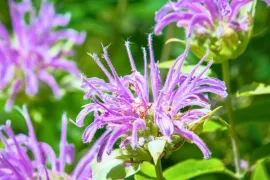Bergamotplant zaaien: zo kweek je Monarda fistulosa