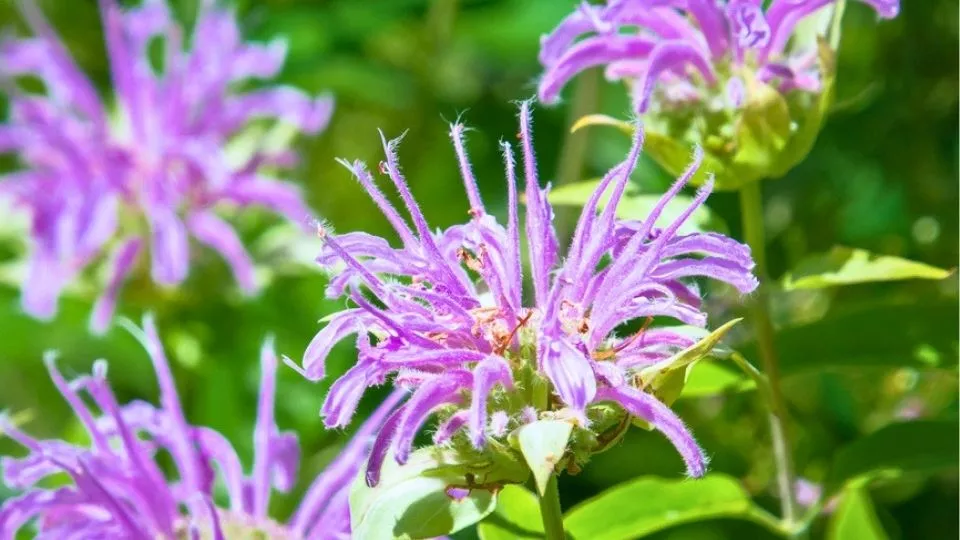 Afbeelding Bergamotplant zaaien: zo kweek je Monarda fistulosa