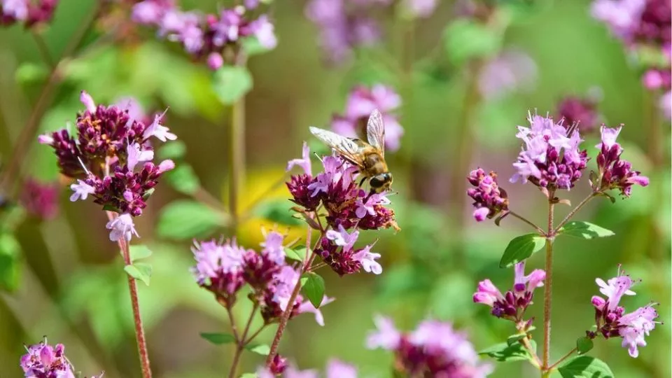 Afbeelding Oregano zaaien: mediterraan kruid voor tuin en keuken