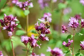 Oregano zaaien: mediterraan kruid voor tuin en keuken
