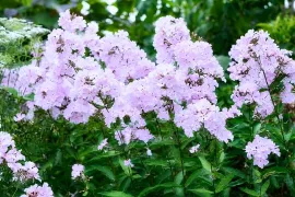 Phlox ‘Utopia’