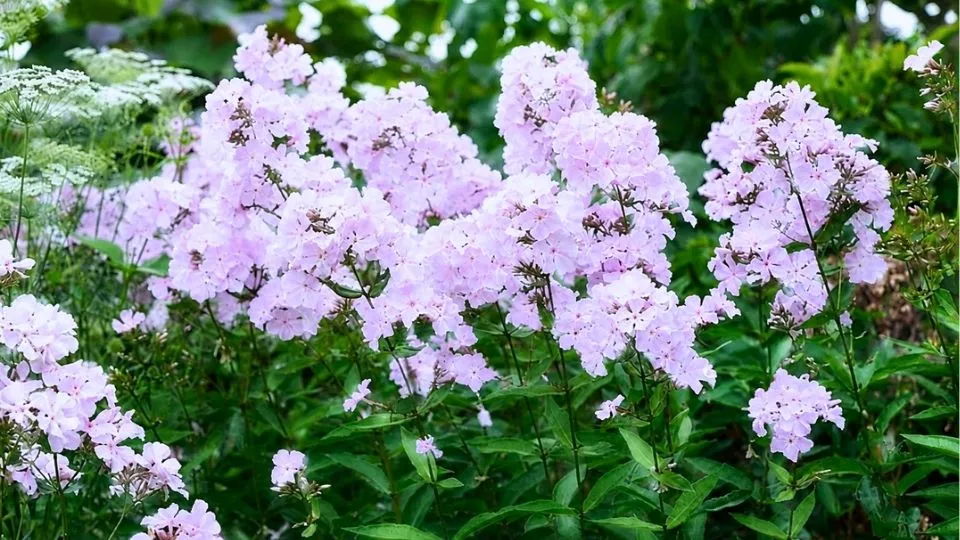 Afbeelding Phlox ‘Utopia’