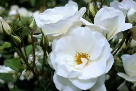 Rosa Schneewittchen