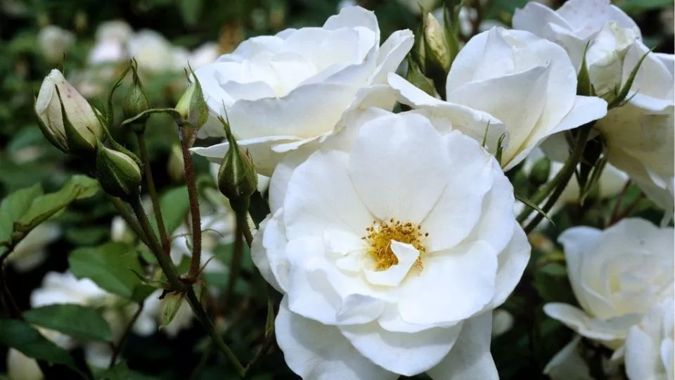 Afbeelding Rosa Schneewittchen