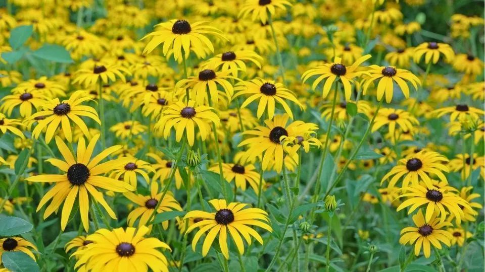 Afbeelding Rudbeckia fulgida ’Goldsturm’