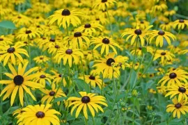 Rudbeckia fulgida ’Goldsturm’