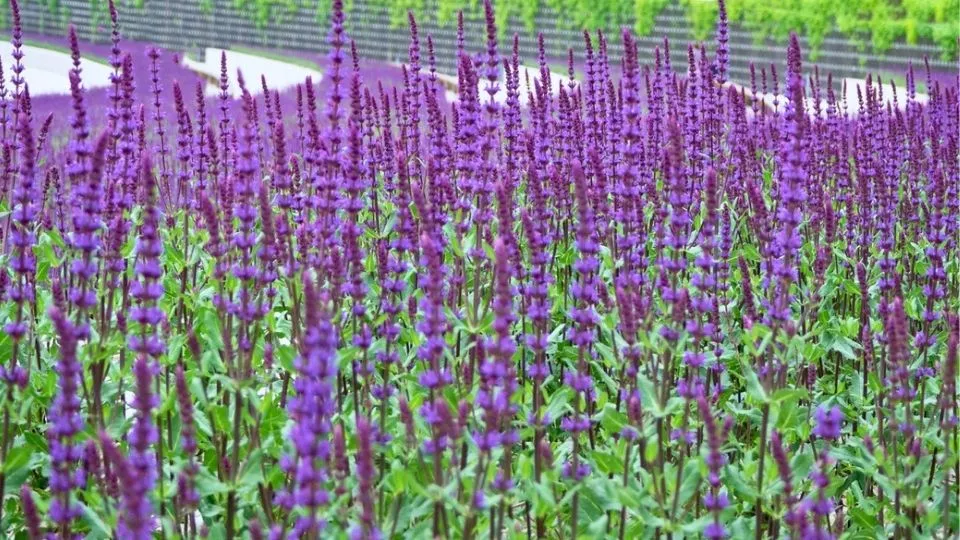 Afbeelding Salvia nemorosa ‘Caradonna’