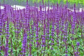 Salvia nemorosa ‘Caradonna’