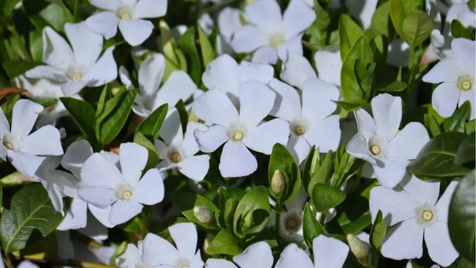 Afbeelding Vinca minor ’Alba’