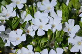 Vinca minor ’Alba’