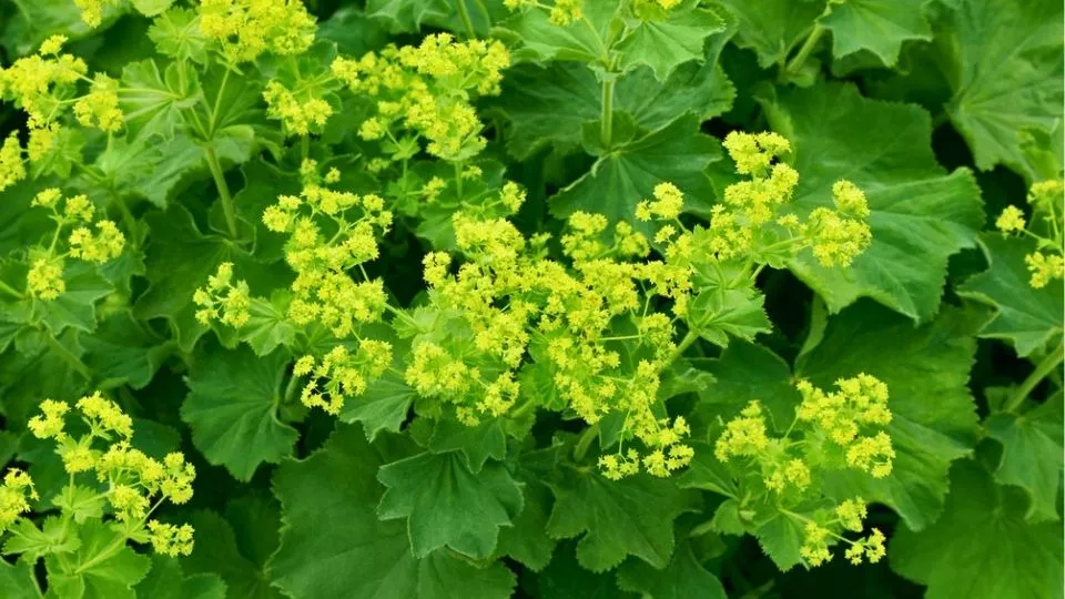 Afbeelding Vrouwenmantel / Alchemilla mollis
