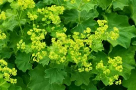 Vrouwenmantel / Alchemilla mollis