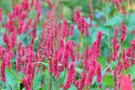 Persicaria amplexicaulis ’J.S. Caliente’