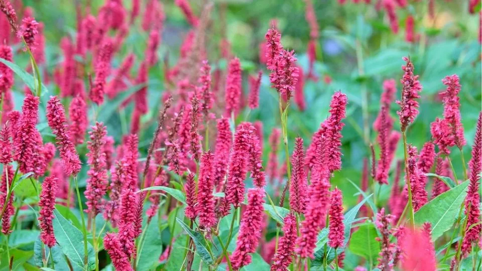 Afbeelding Persicaria amplexicaulis ’J.S. Caliente’