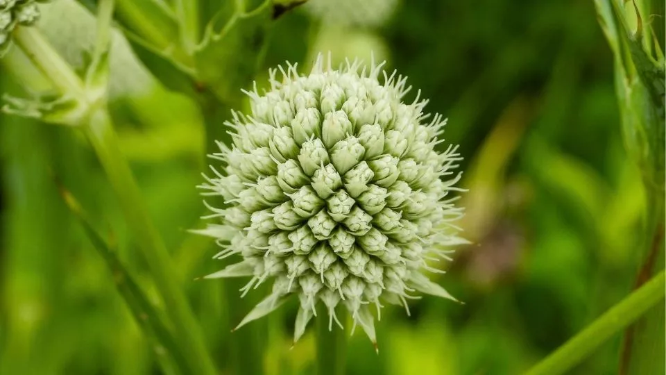 Afbeelding 8 planten die tegen droogte kunnen
