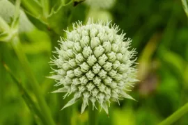 8 planten die tegen droogte kunnen
