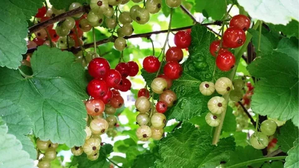 Afbeelding Aalbes kweken in een pot: friszuur en weinig gedoe