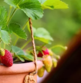 Aardbeien kweken in een pot