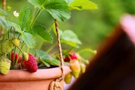 Aardbeien kweken in een pot