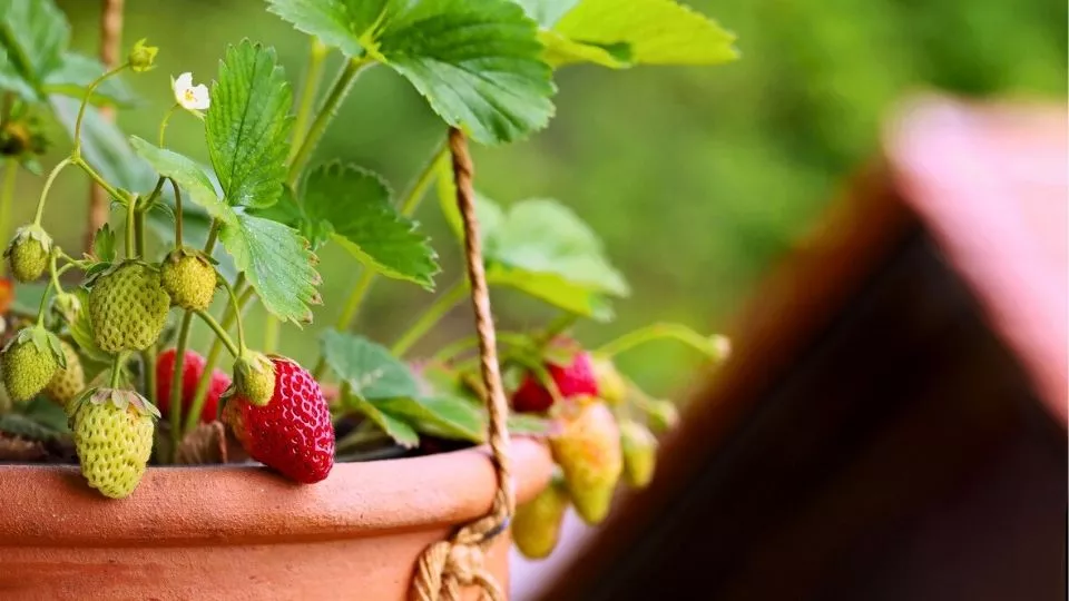 Afbeelding Aardbeien kweken in een pot