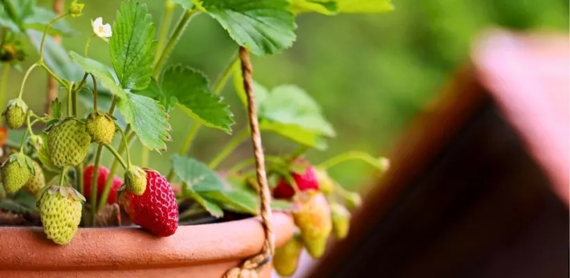 Aardbeien kweken in een pot