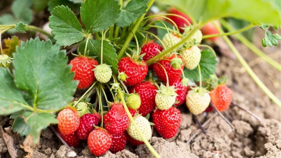 Afbeelding Aardbeien kweken: zo begin je in maart en april